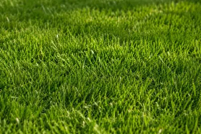 Comparativa de gespa artificial i gespa natural en jardí de Sant Cugat