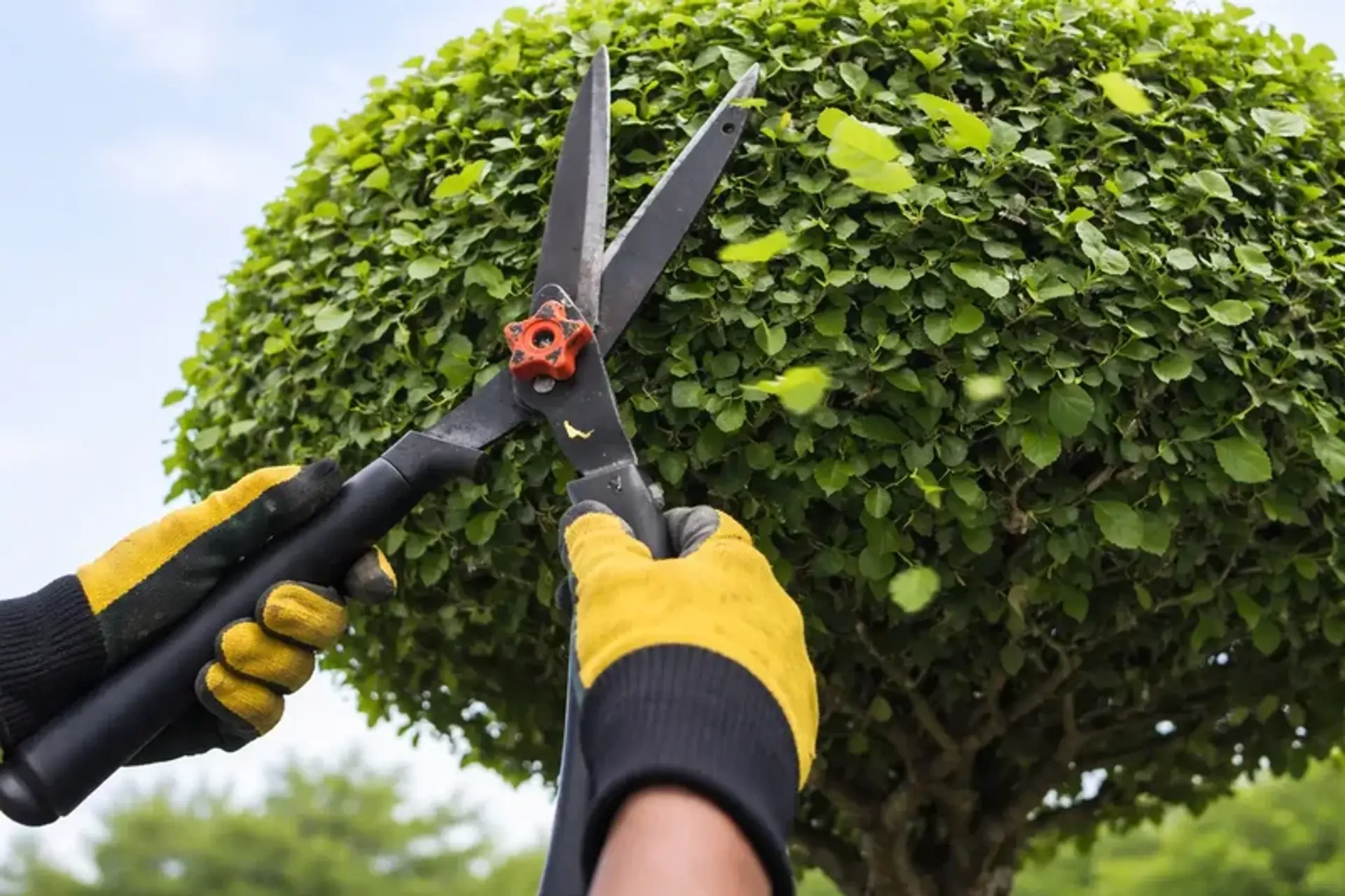 Poda professional d'arbres i desbrossament a Sant Cugat del Vallès